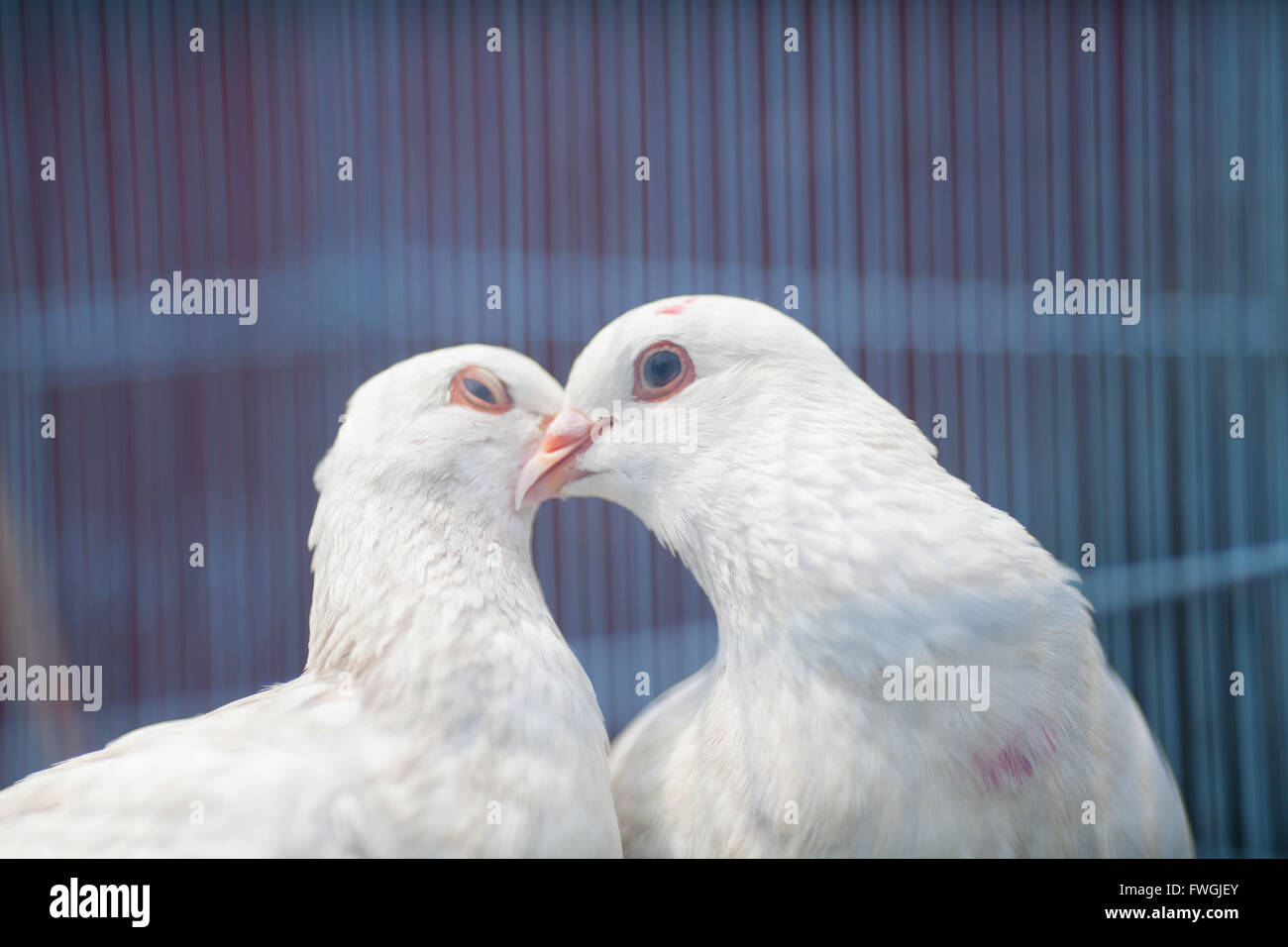 Close-up of white dove kissing in cage Stock Photo