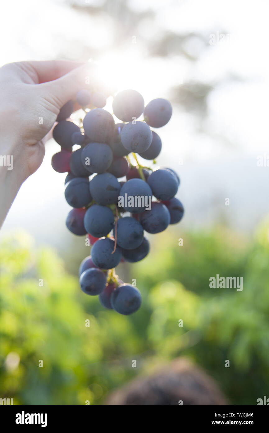 Cropped Image Of Person Holding Bunch Of Blue Grapes Stock Photo
