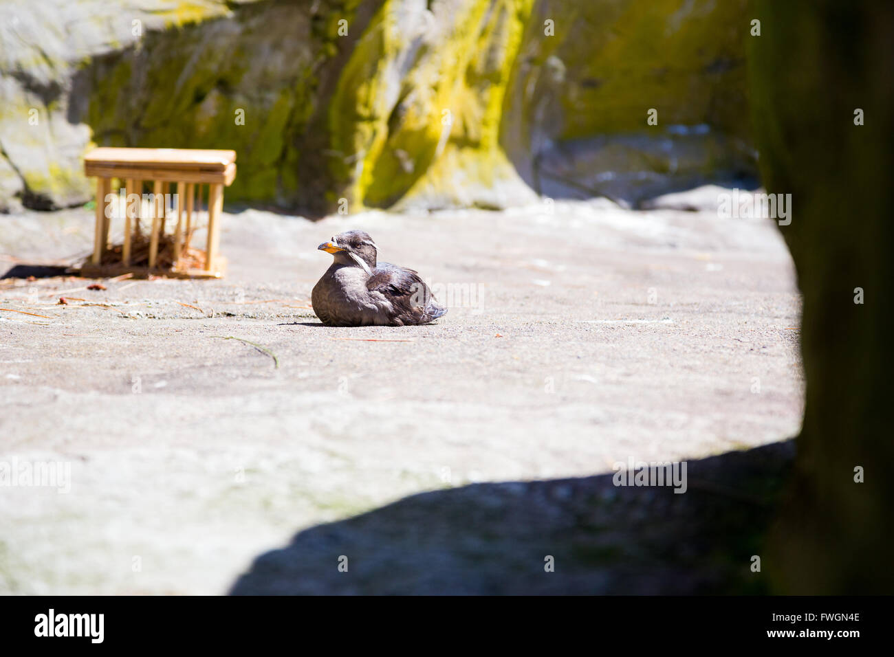 Some birds hang out and rest at the zoo. These birds are waterfowl that