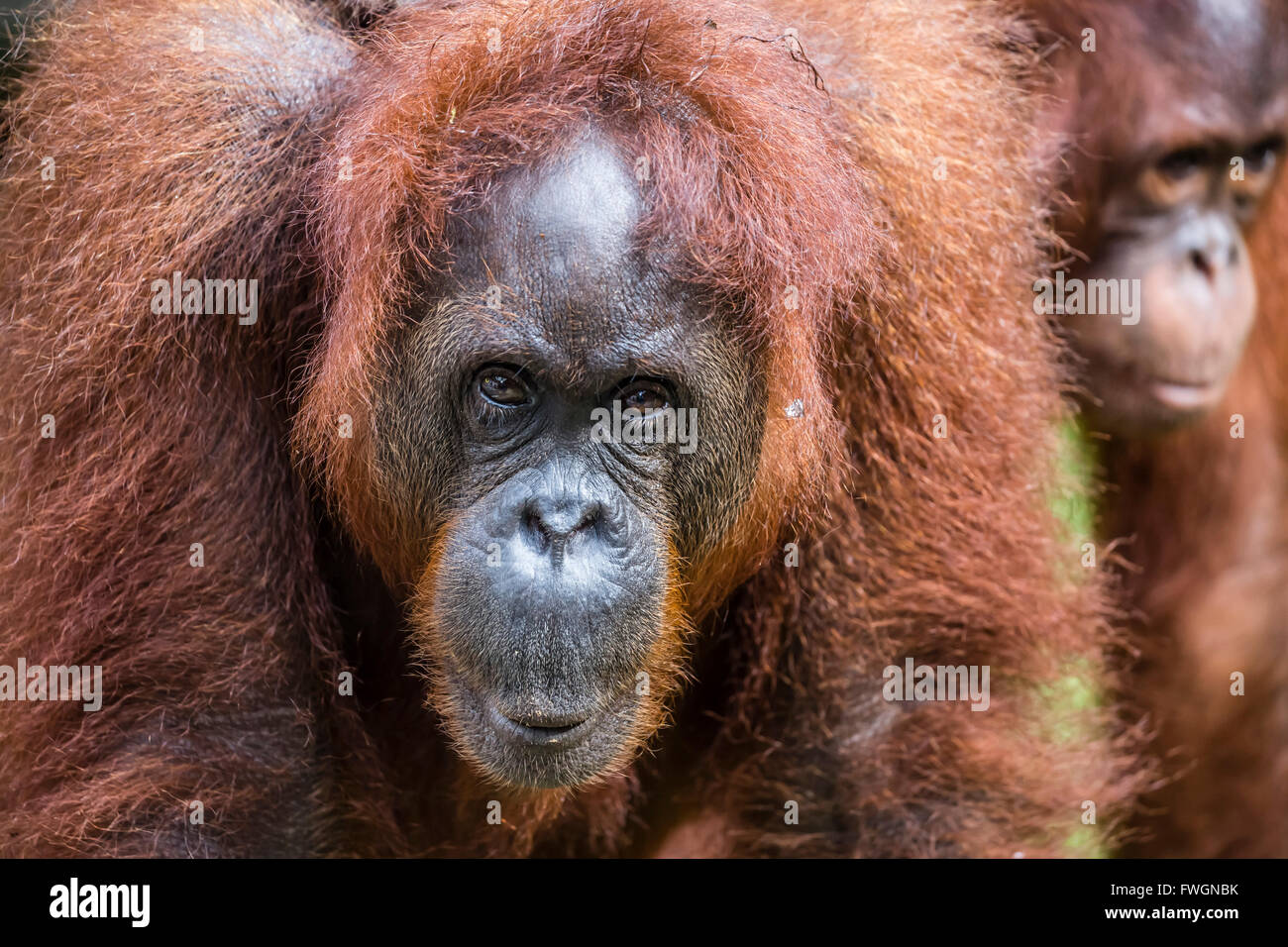 Mother and infant Bornean orangutan (Pongo pygmaeus), Semenggoh Rehabilitation Center, Sarawak, Borneo, Malaysia, Asia Stock Photo