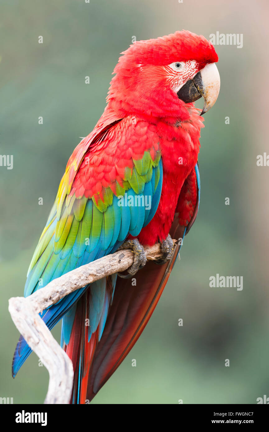 Red-and-green macaw (Ara chloropterus), Buraco das Araras, Mato Grosso do Sul, Brazil, South America Stock Photo