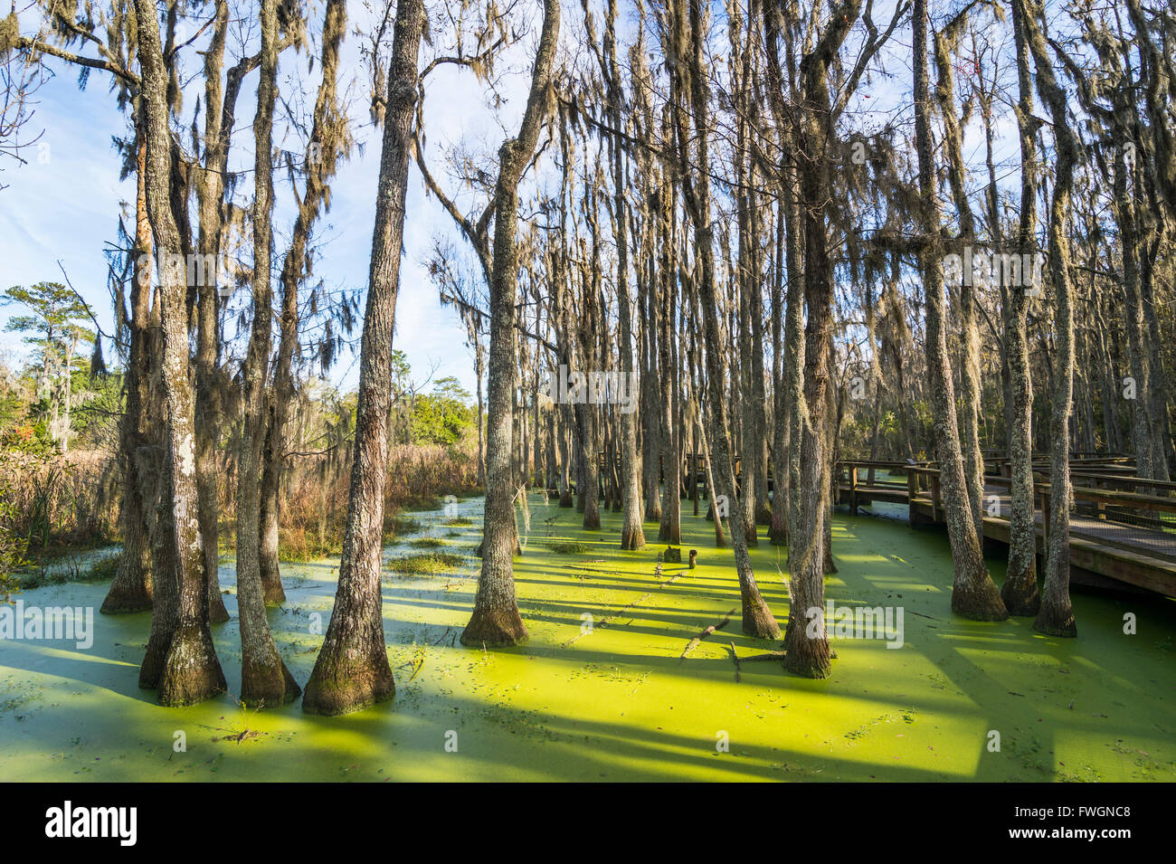 Swamps the united states of america hires stock photography and images Alamy
