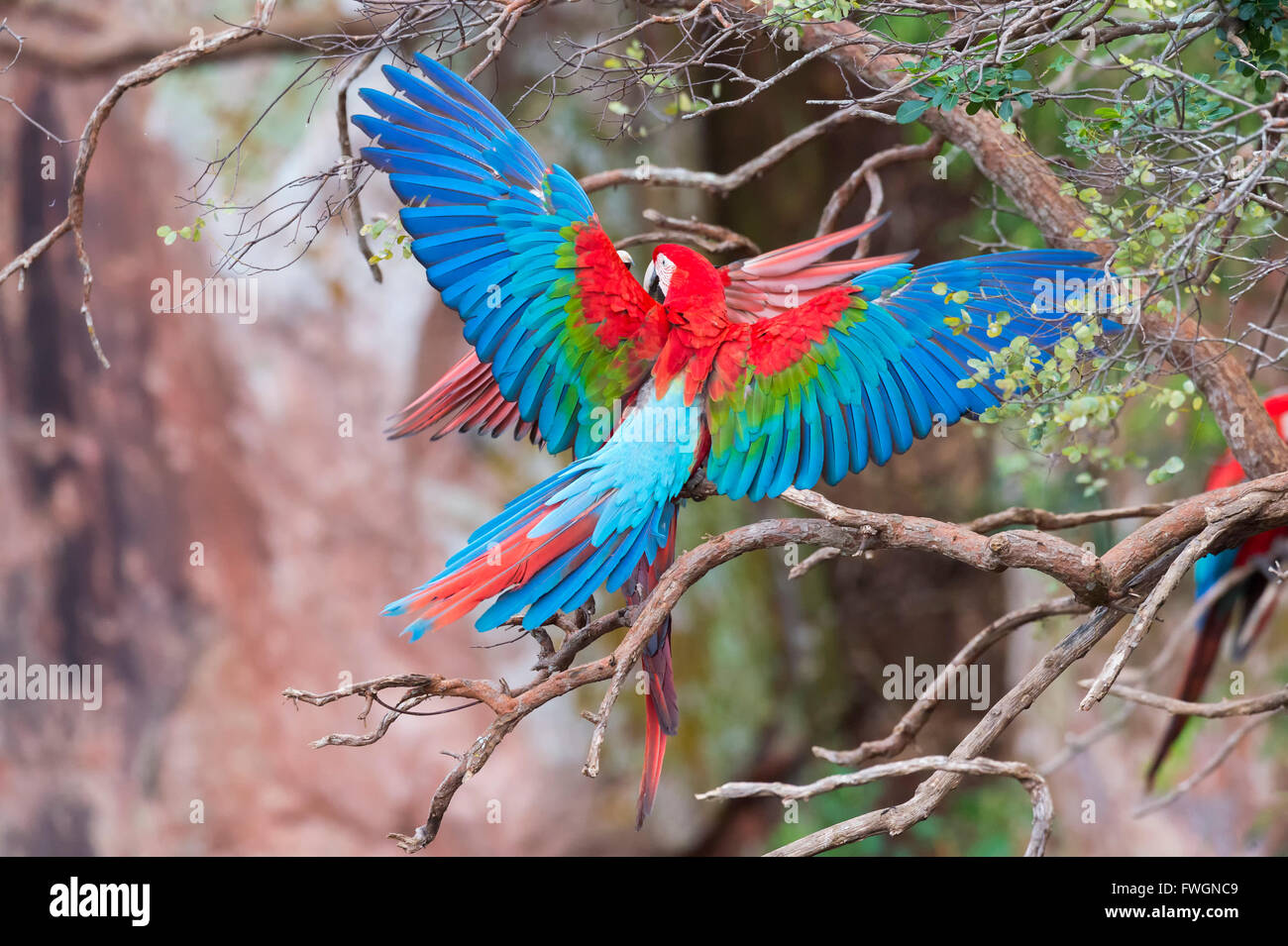 Playful red-and-green macaws (Ara chloropterus), Buraco das Araras, Mato Grosso do Sul, Brazil, South America Stock Photo