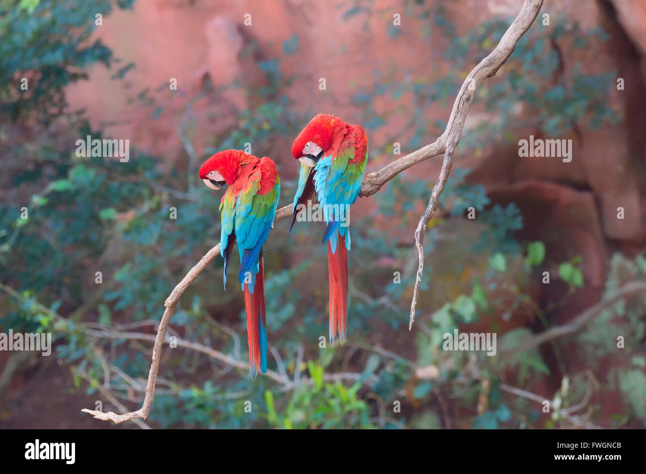 Red-and-green macaws (Ara chloropterus) perched on a branch in Buraco das Araras, Mato Grosso do Sul, Brazil, South America Stock Photo