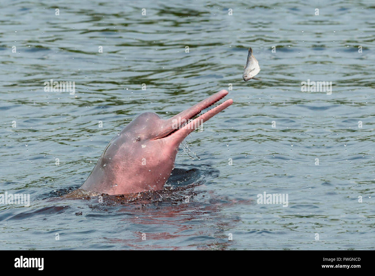 Amazon River Dolphin, Boto or Pink Amazon Dolphin (Inia geoffrensis),  hunting in the Rio Negro, Manaus, Amazonas State, Brazil Stock Photo - Alamy