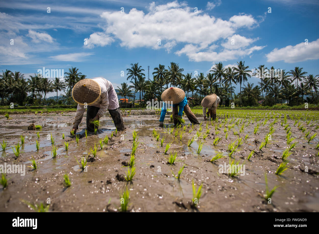 workers in a Padi field, Sumatra, Indonesia, Southeast Asia Stock Photo