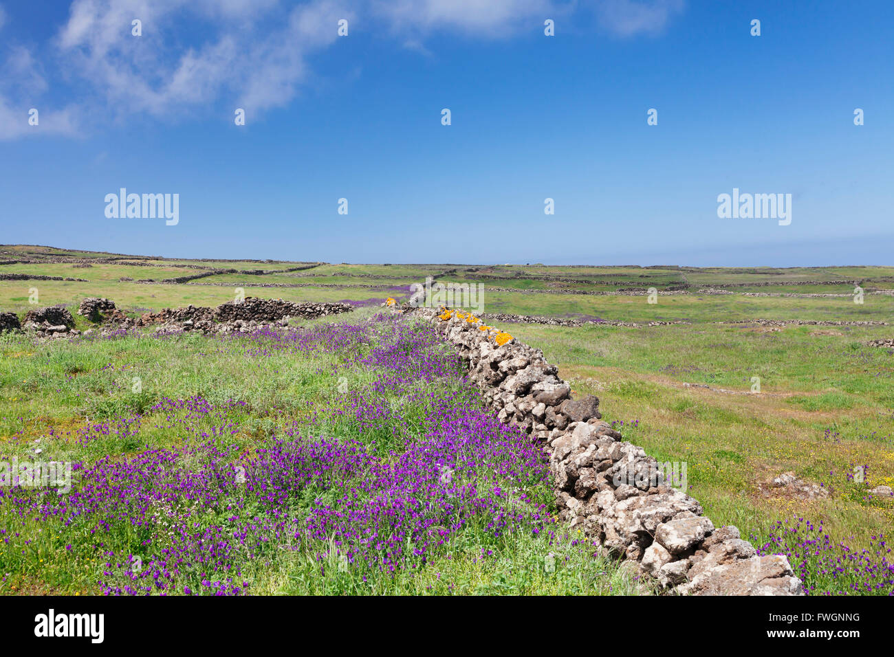 Stone wall flowers hi-res stock photography and images - Alamy