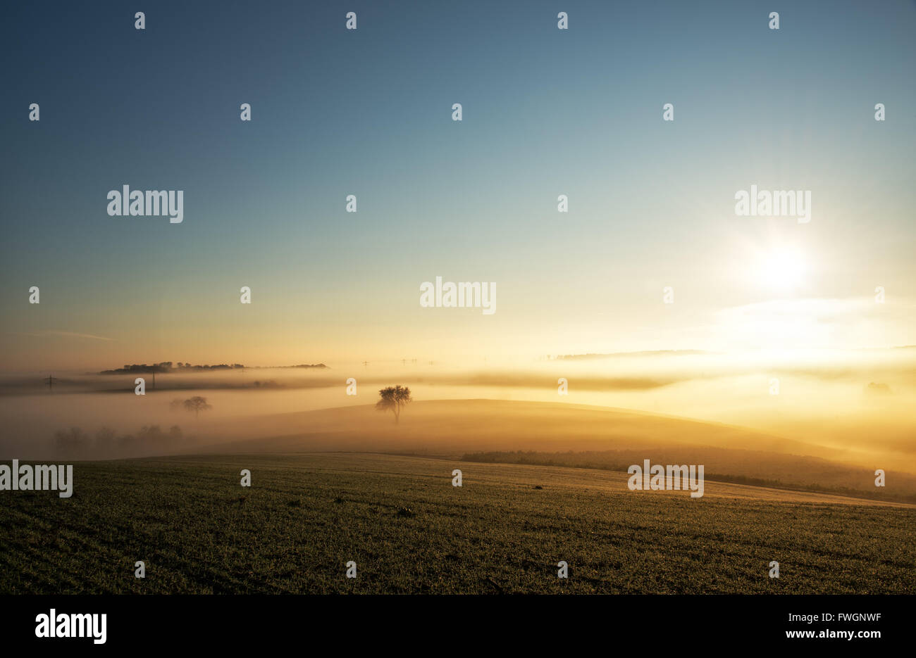 Layers of a tree hi res stock photography and images alamy