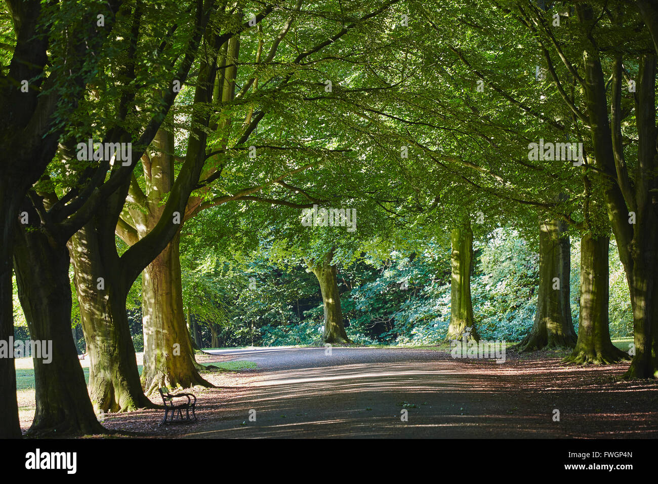 A tree-lined avenue in Clifton, Bristol, England, United Kingdom, Europe Stock Photo