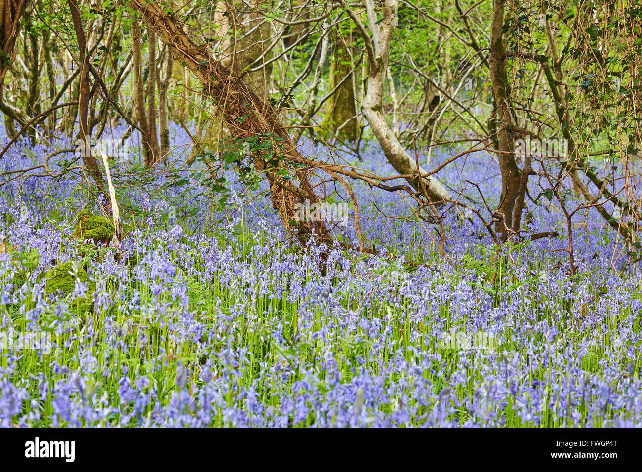 Bluebells in flower in Lady's Wood, near South Brent, Devon, England, United Kingdom, Europe Stock Photo