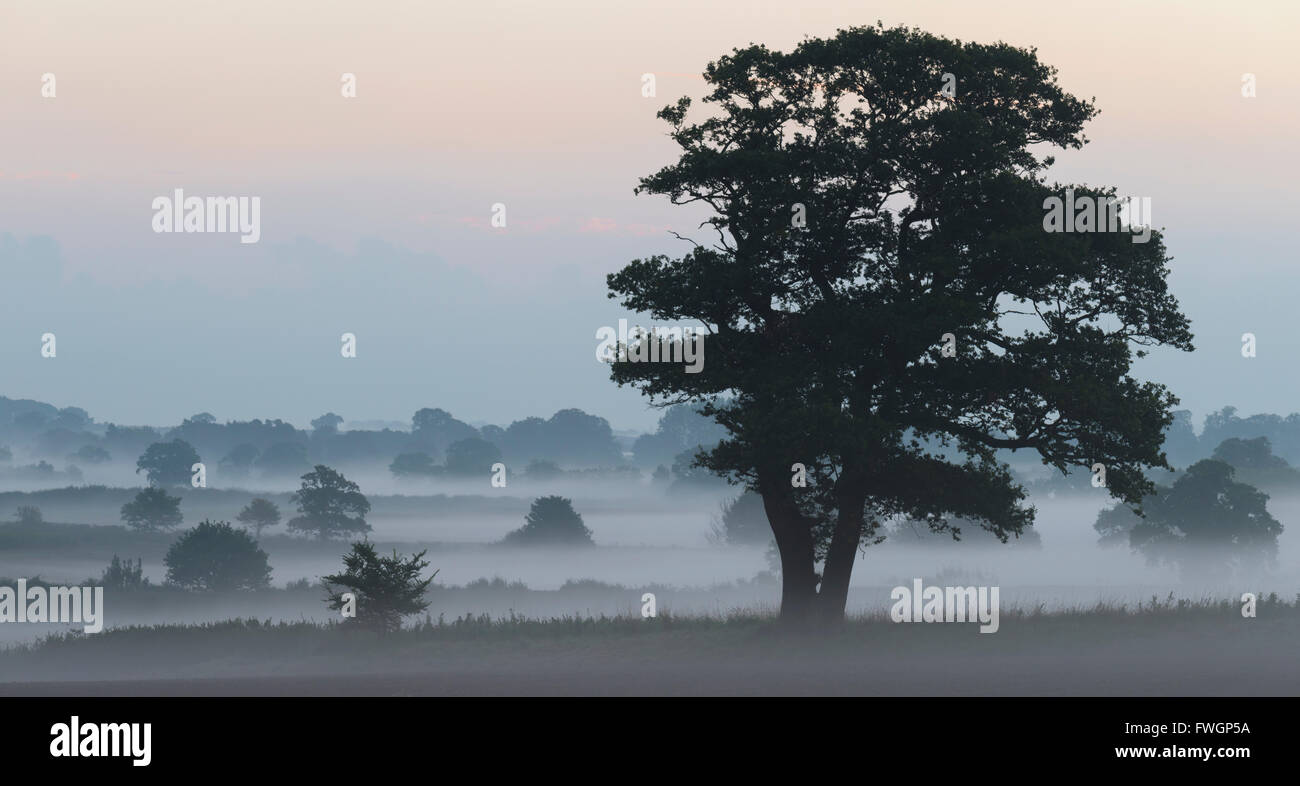 A misty morning near Sculthorpe, Norfolk, England, United Kingdom, Europe Stock Photo