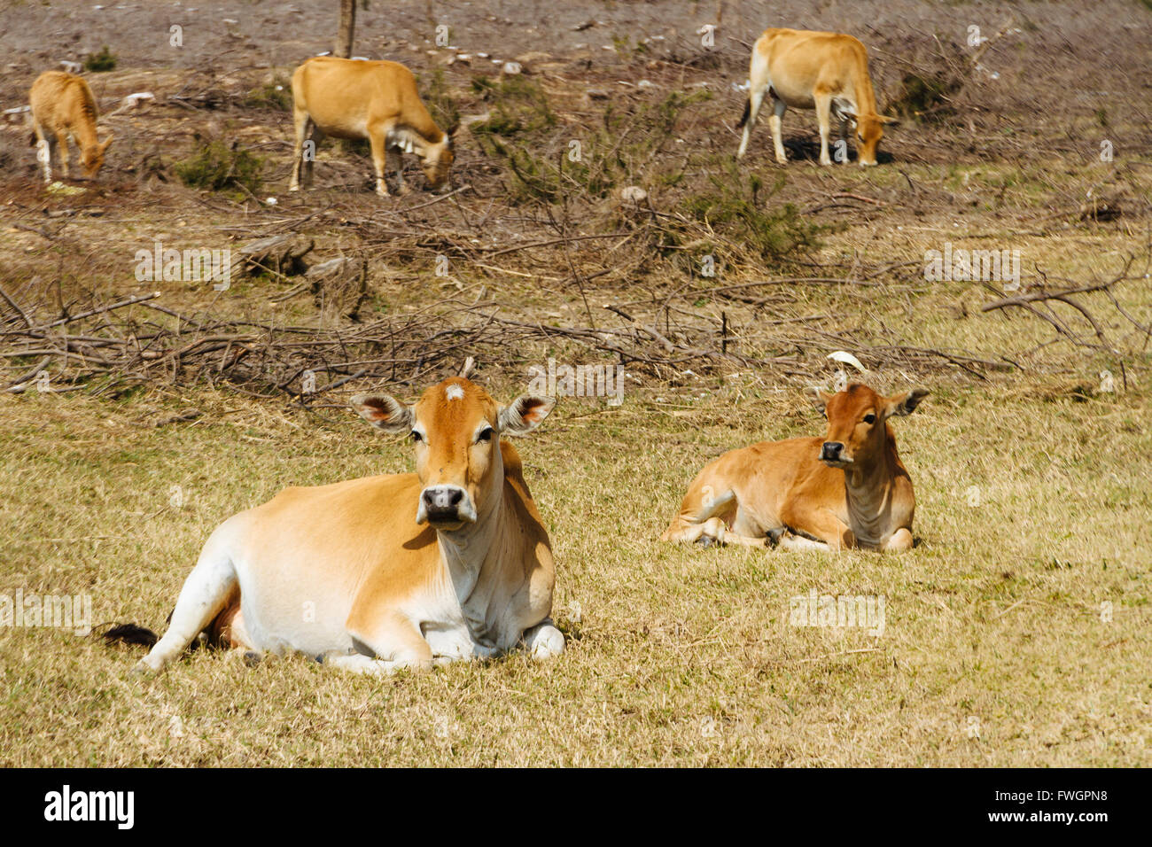 Changhua, Hainan Island, China - The view of some beautiful yellow cattle at the pasture. Stock Photo