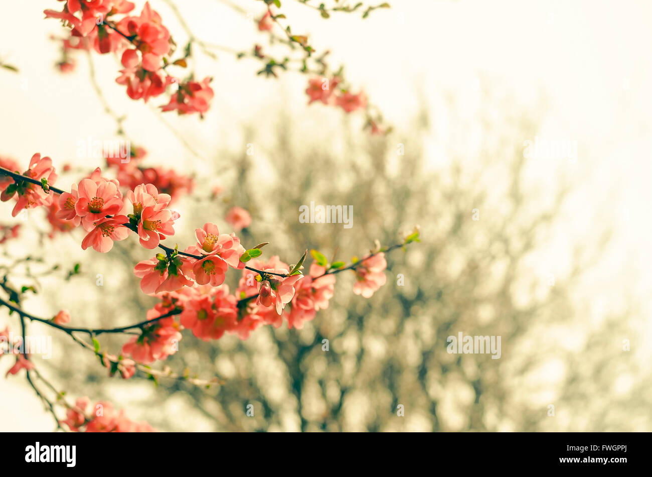 Blossoming branches of a tree on a background of spring garden. Stock Photo
