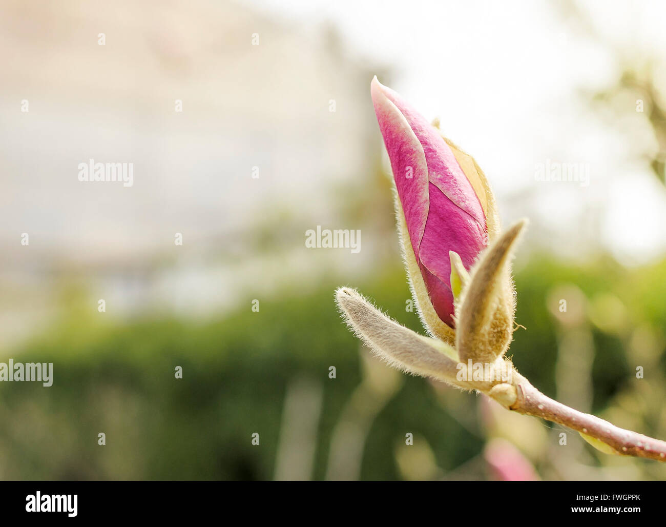 Magnolia bud hi-res stock photography and images - Alamy