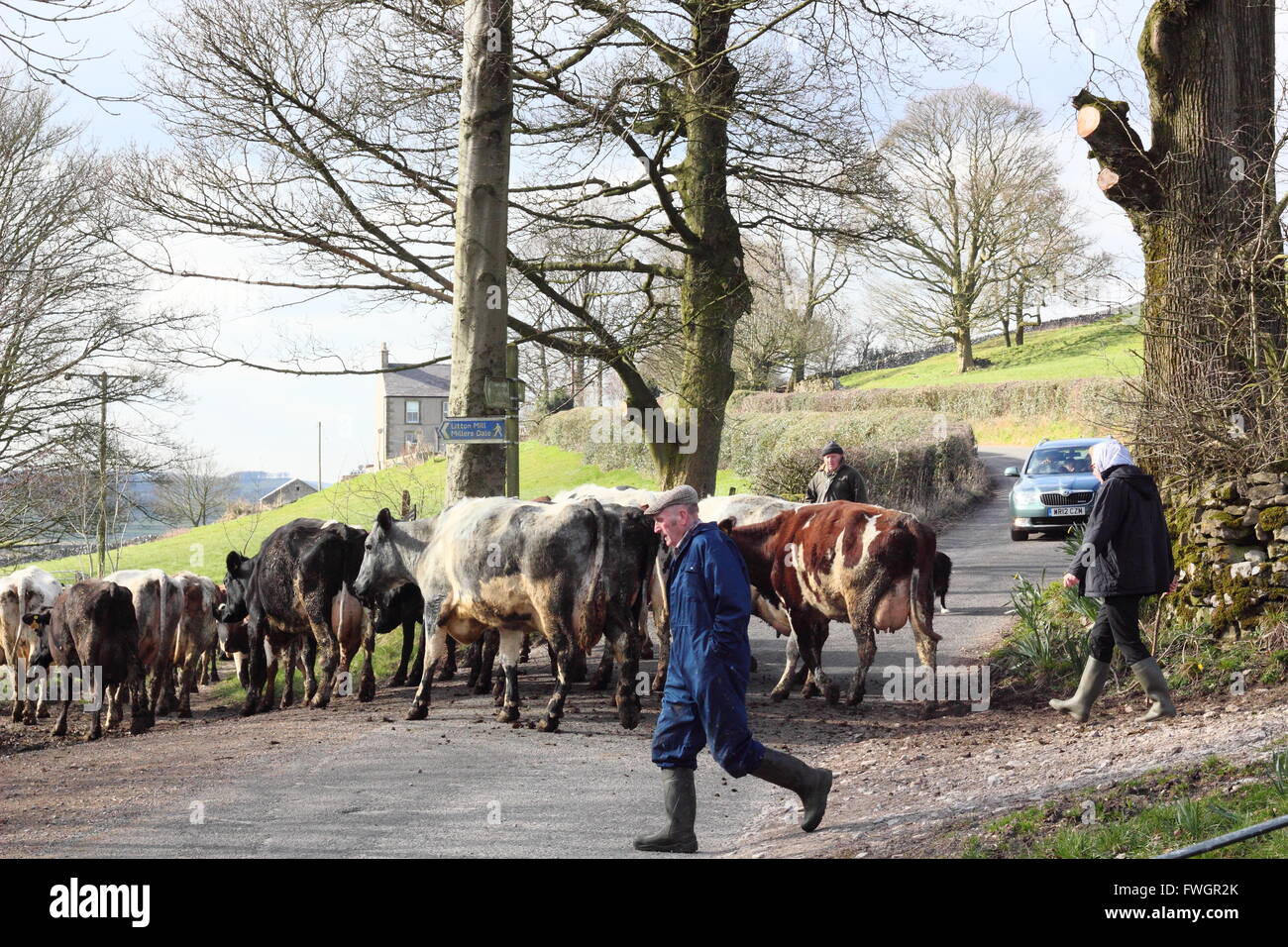 Cattle are steered by farmers across a country lane in the Peak District National Park Derbyshire England UK Stock Photo