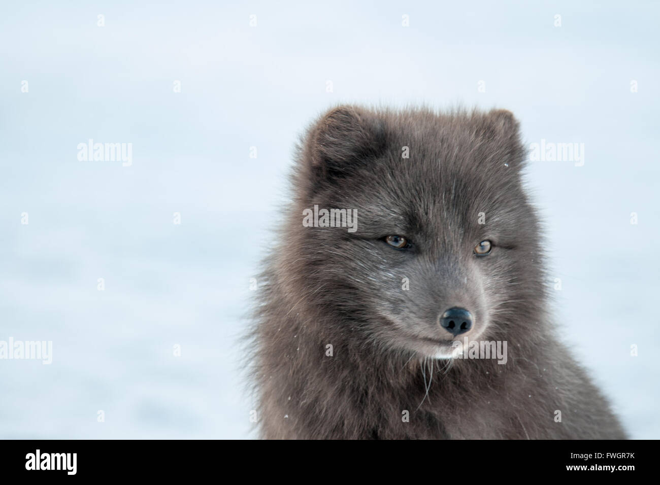 Close up head shot of Arctic fox (alopex lagopus) surrounded by snow Stock Photo