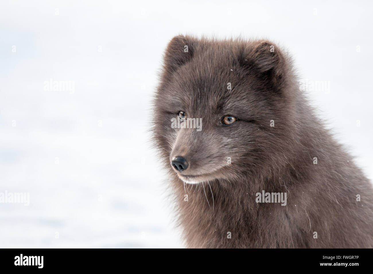 Close up head shot of brown arctic fox (alopex lagopus) surrounded by snow Stock Photo