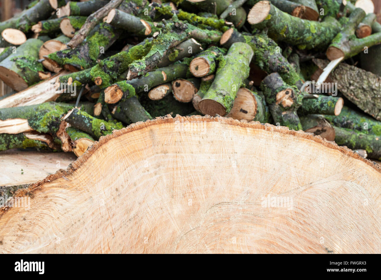Cross section of tree trunk with a pile of logs in the background from the remains of a cut down tree, England, UK Stock Photo