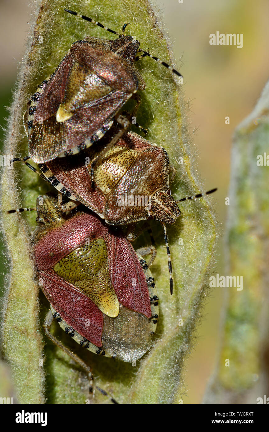 Hairy shieldbugs (Dolycoris baccarum). A group of true bugs in the family Pentatomidae on great mullein (Verbascum thapsus) leaf Stock Photo