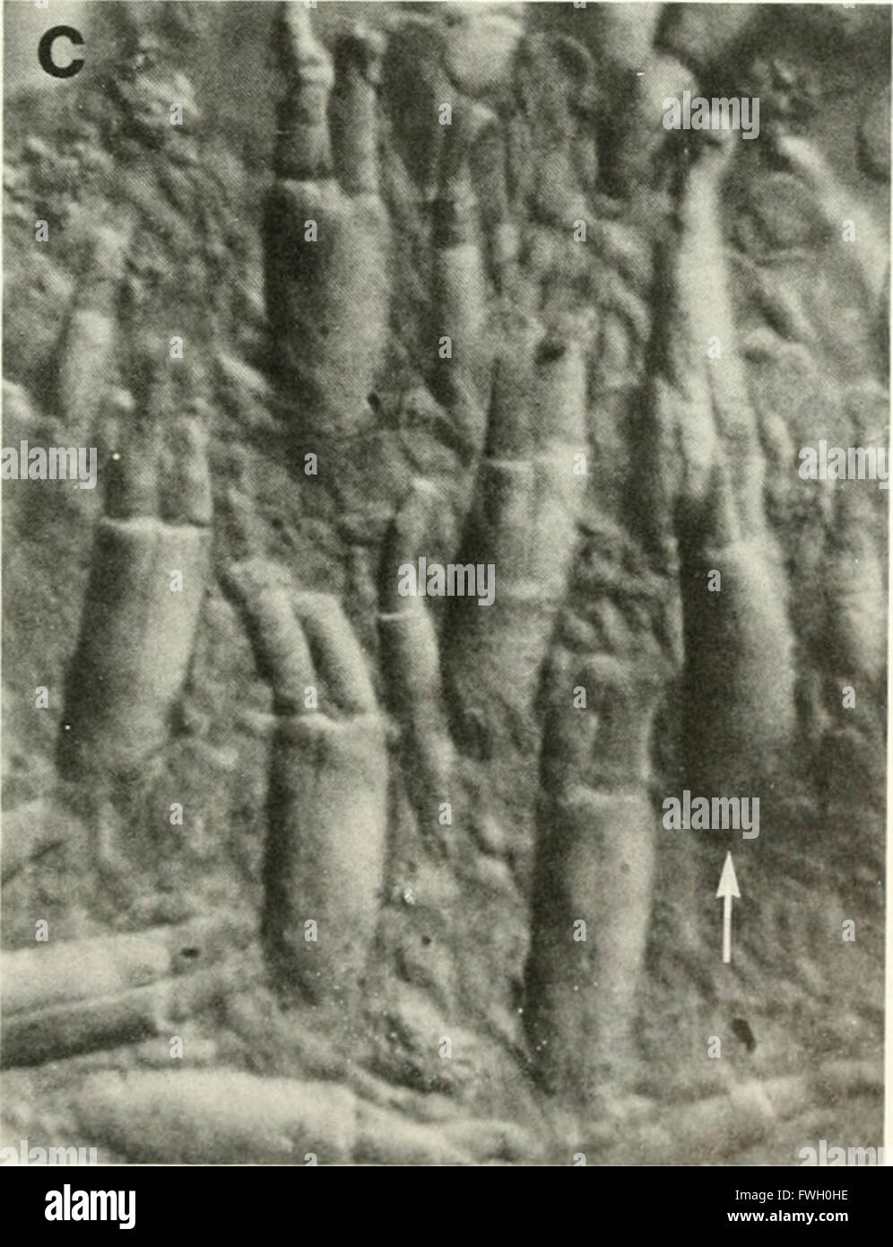 The Biological bulletin (1984 Stock Photo Alamy