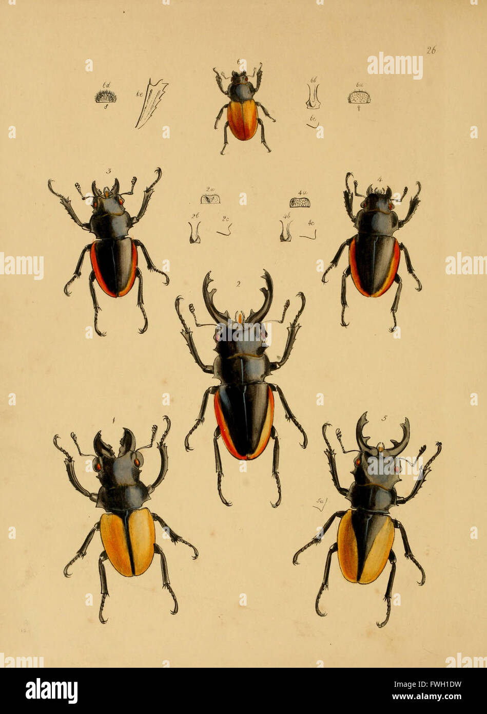 Spec Insect Collection of various insect specimens hi-res stock photography and ...