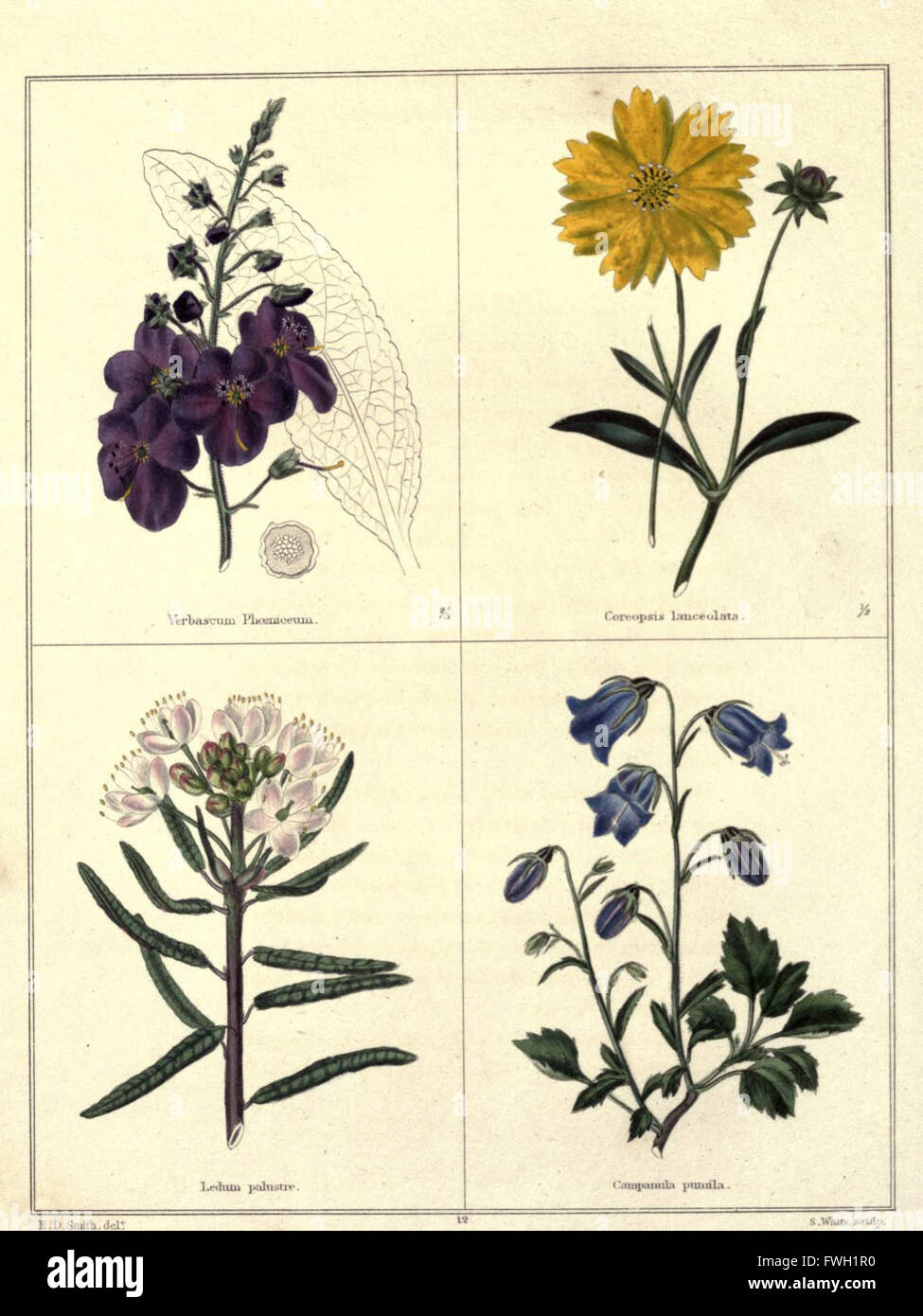 This plate from 'The Botanic Garden' features various plant species ...