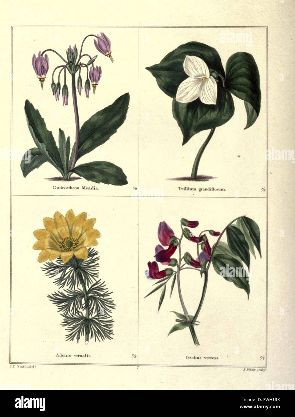 Plate 7 from 'The Botanic Garden' features detailed botanical ...