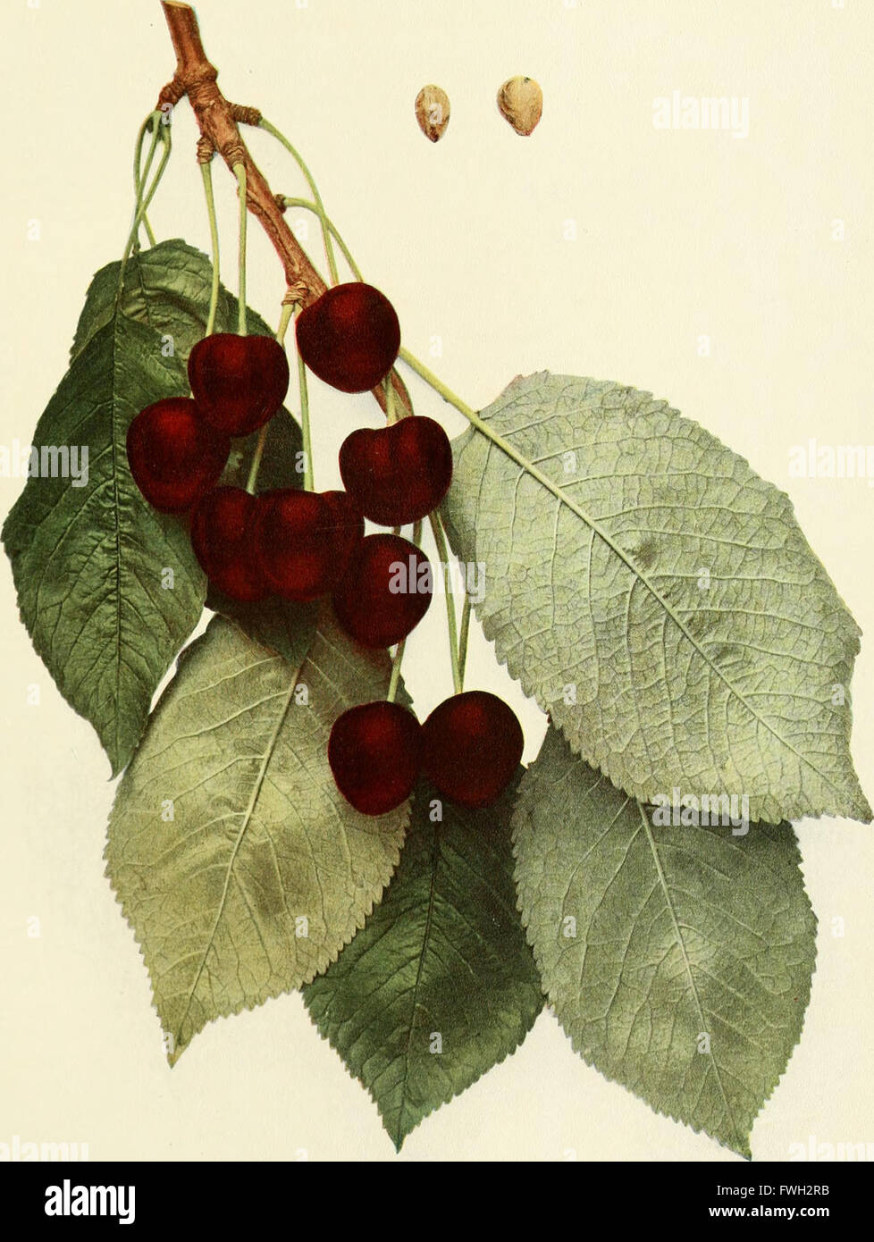 'The Cherries of New York' (1915) provides a detailed examination of cherry cultivation in New ...