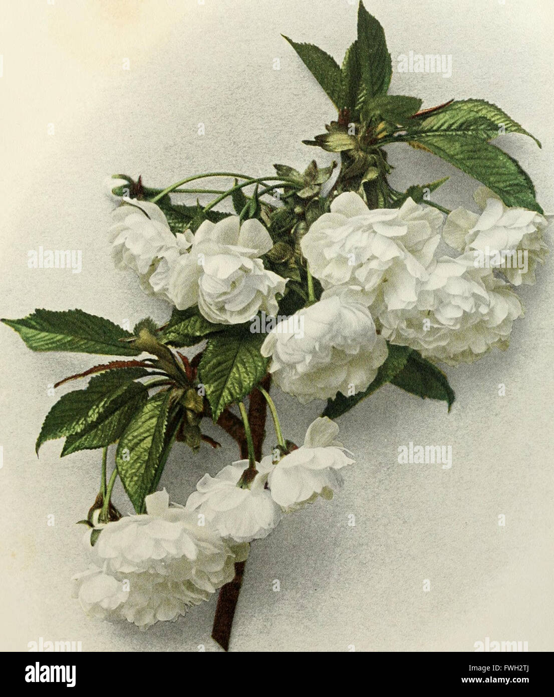 Cherry Case Study A comprehensive study of cherry cultivation in New York, including ...