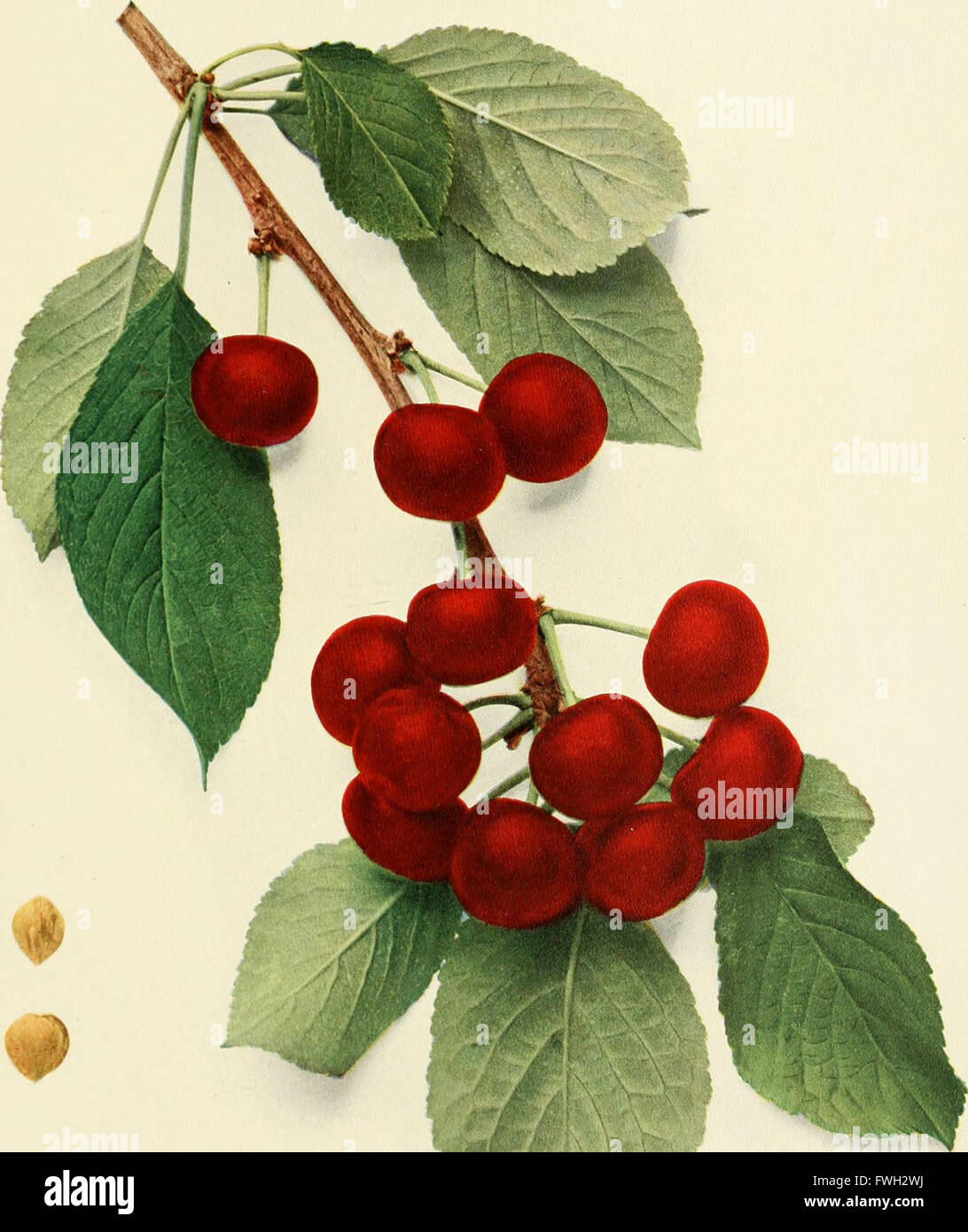 This 1915 publication provides an in-depth examination of cherry ...