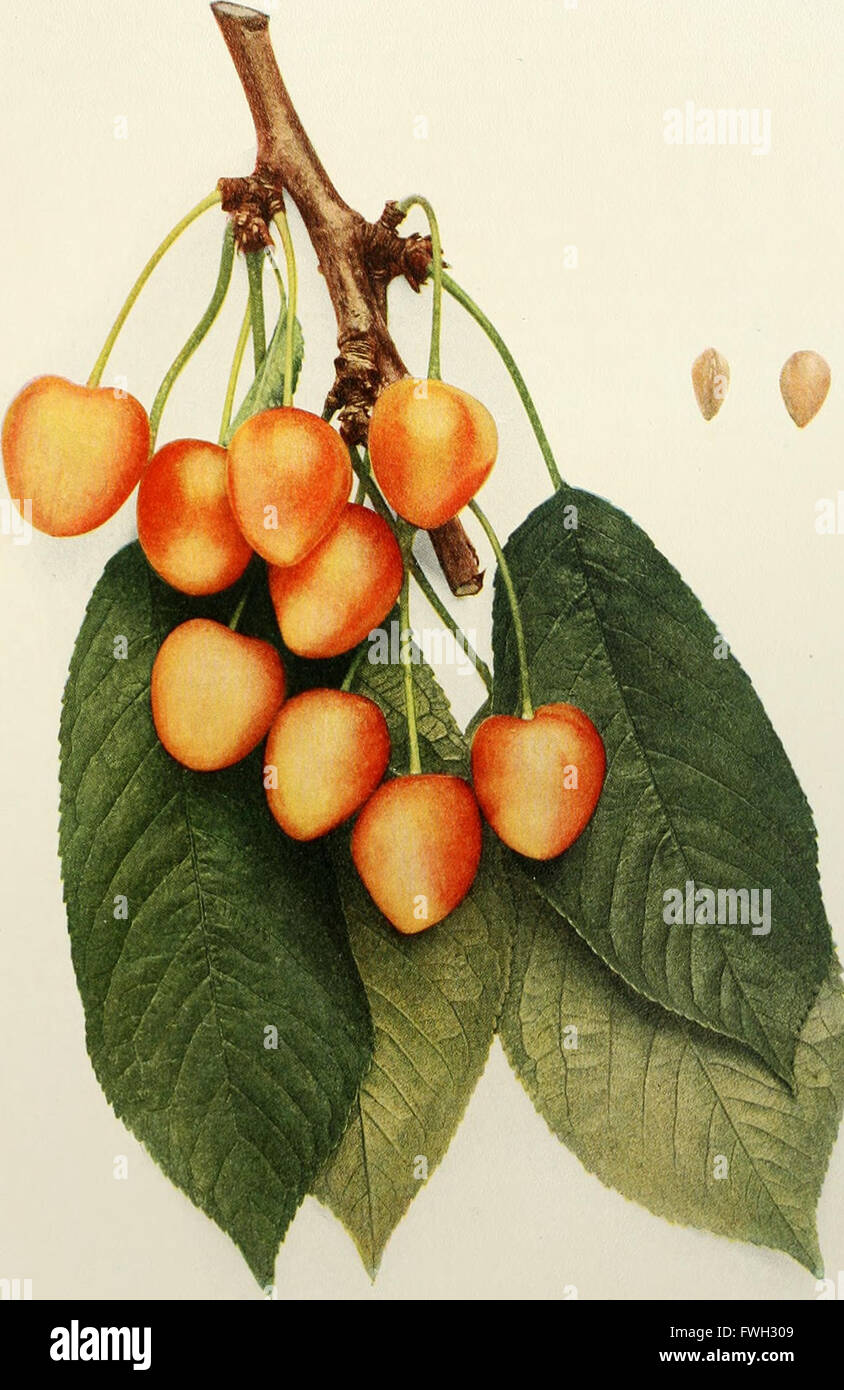 'The Cherries of New York' (1915) provides a comprehensive guide to the ...