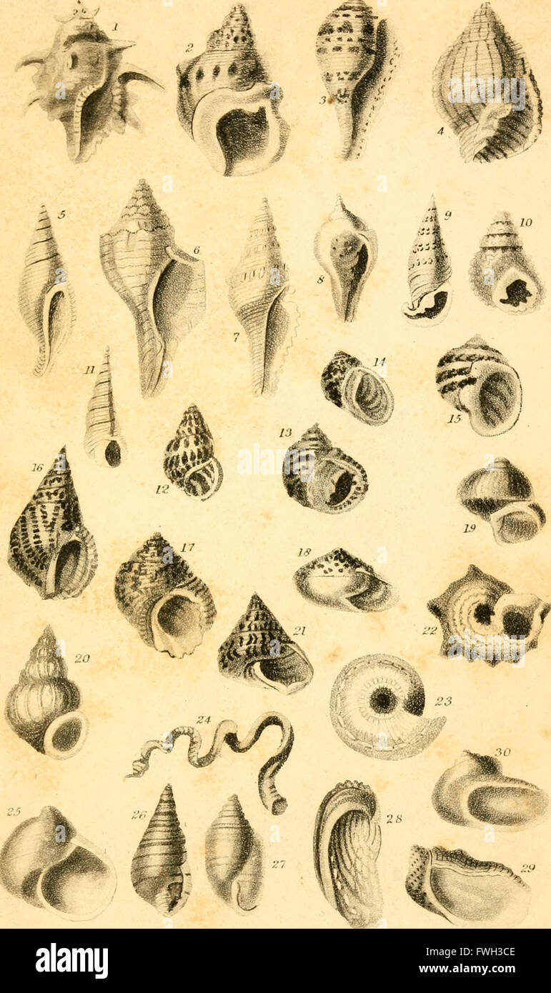 This 1836 text on conchology explores the classification of mollusks ...