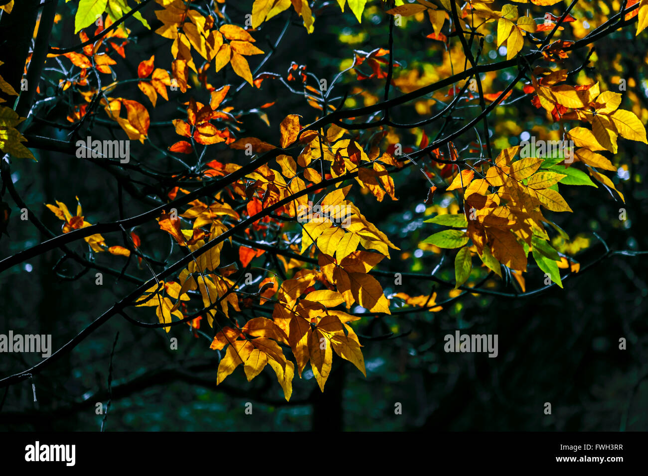 Nice colorful autumn colours in trees on sunny day Stock Photo