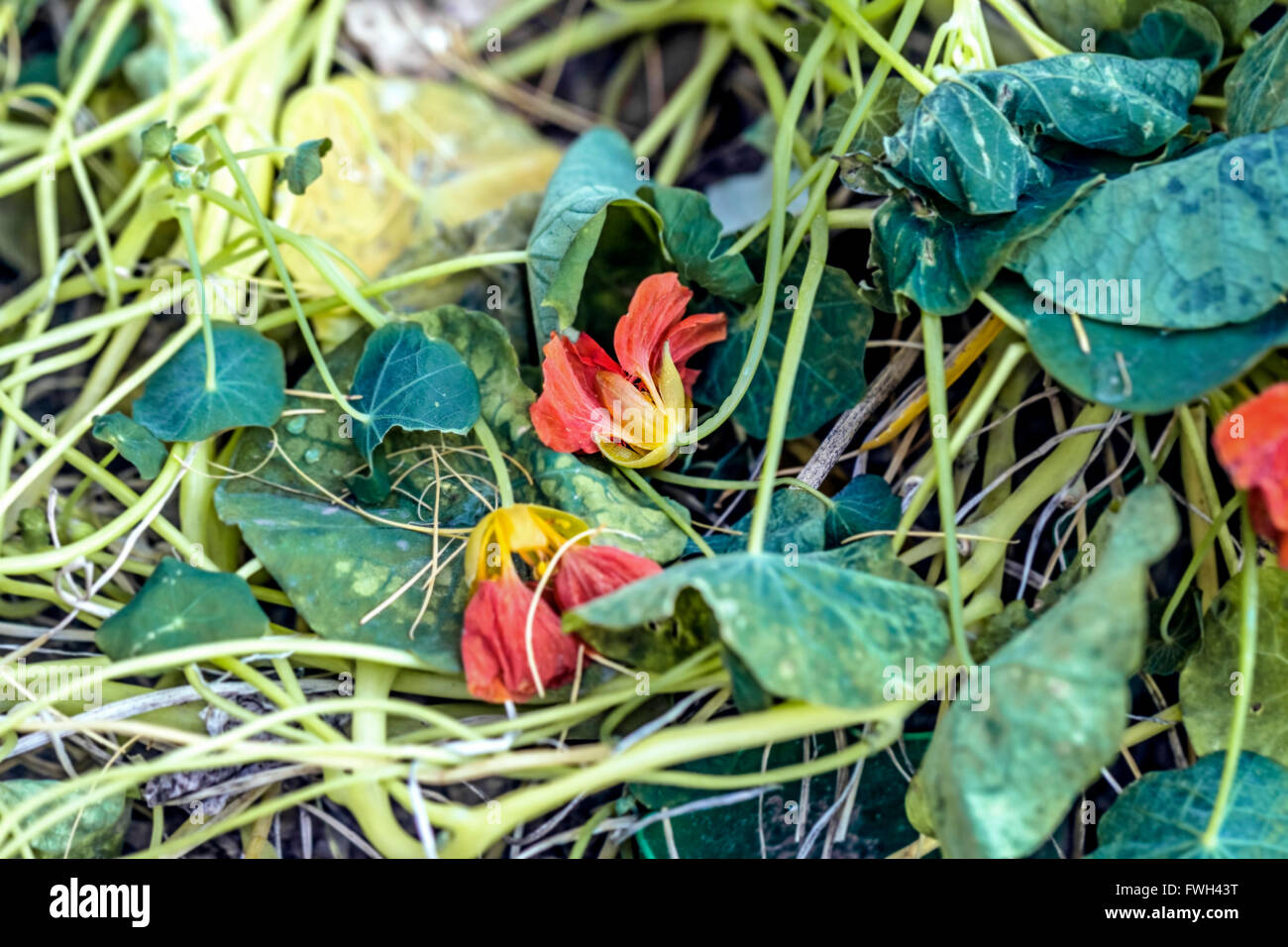 Nice nasturtium flowers are frozen at autumn cold morning Stock Photo