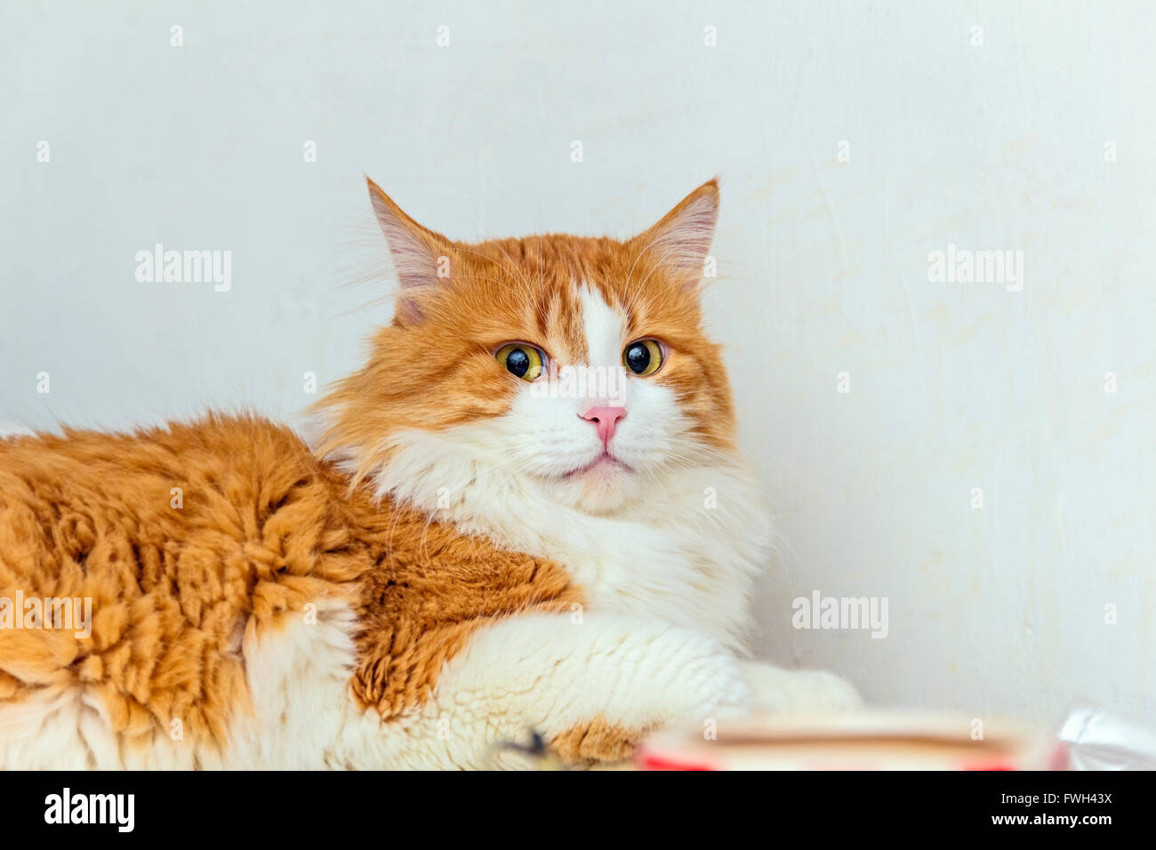 Nice big red cat in disbelief on light background Stock Photo