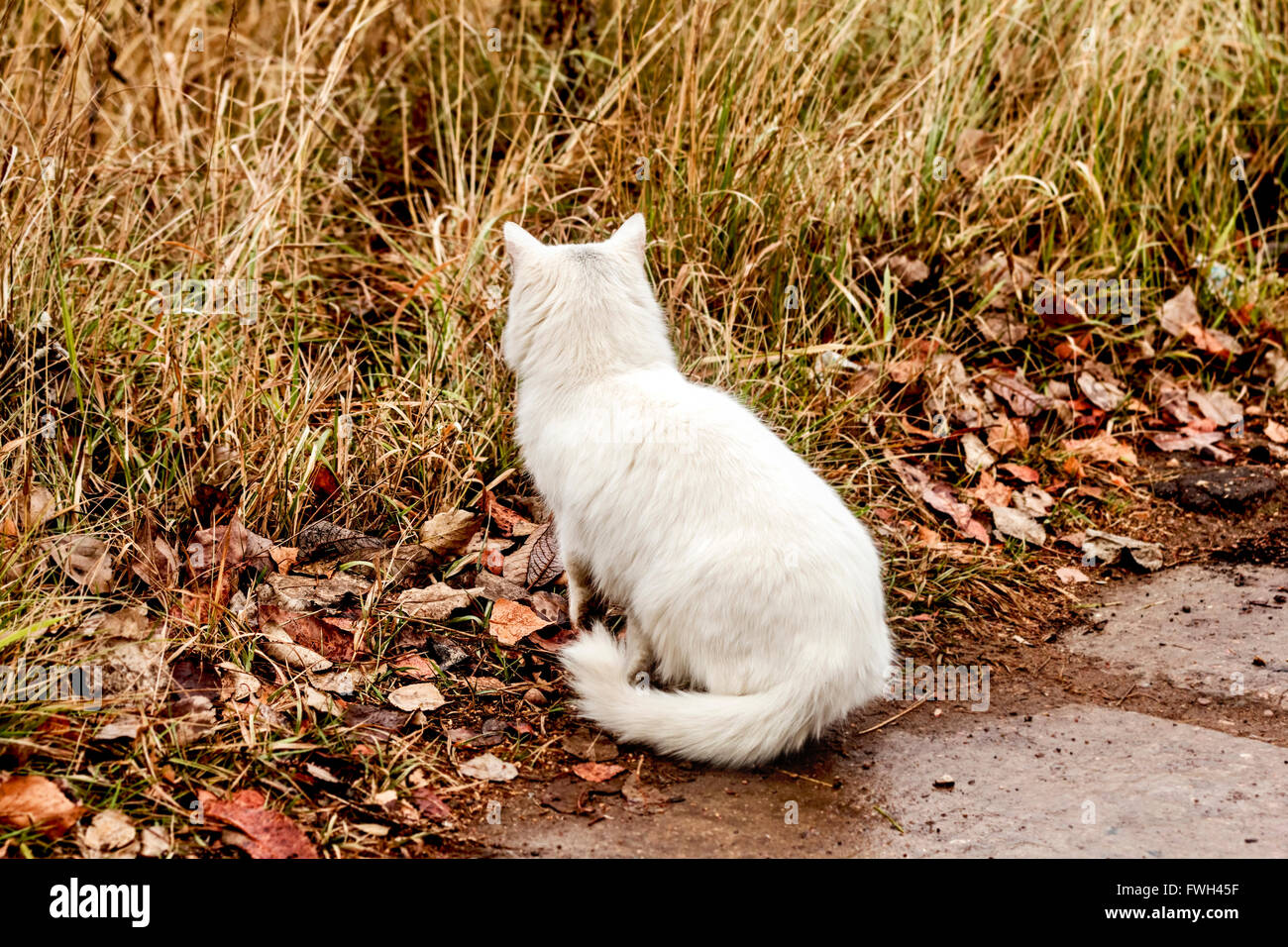 Big white cat hunting in autumn grass Stock Photo