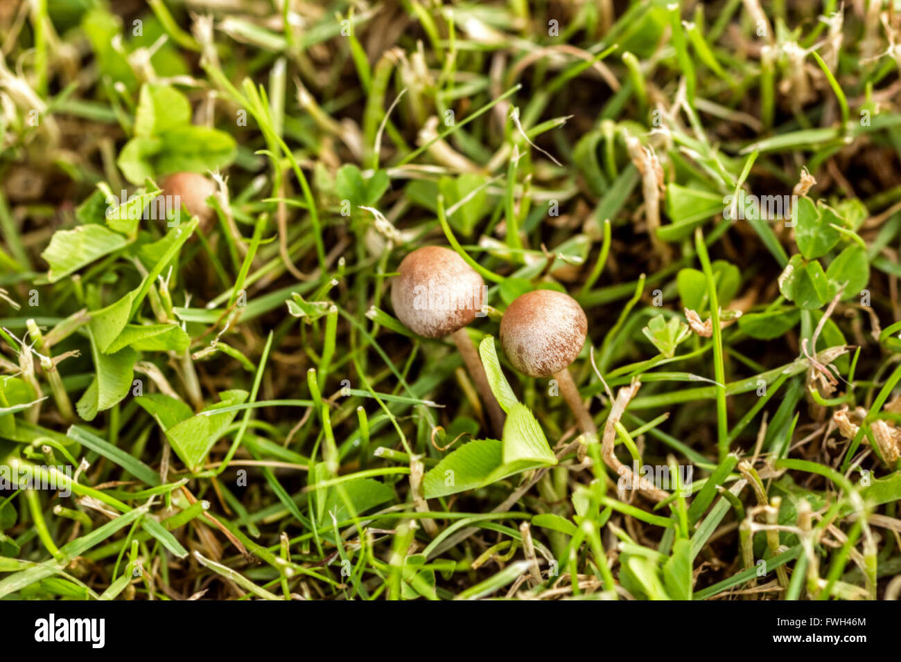 Little grebes in green grass at cloudy weather Stock Photo