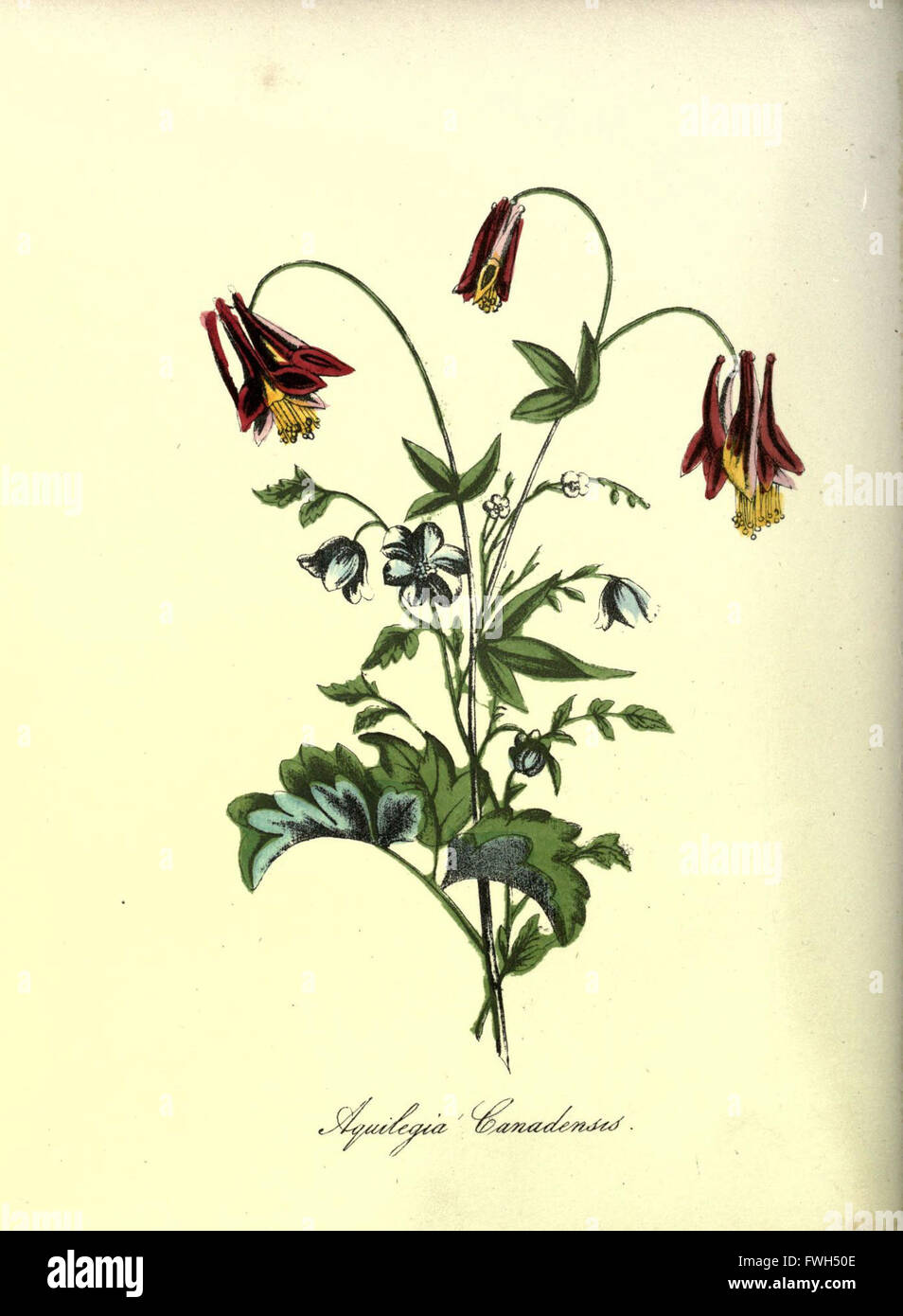 The Floral keepsake (Plate 21 Stock Photo Alamy