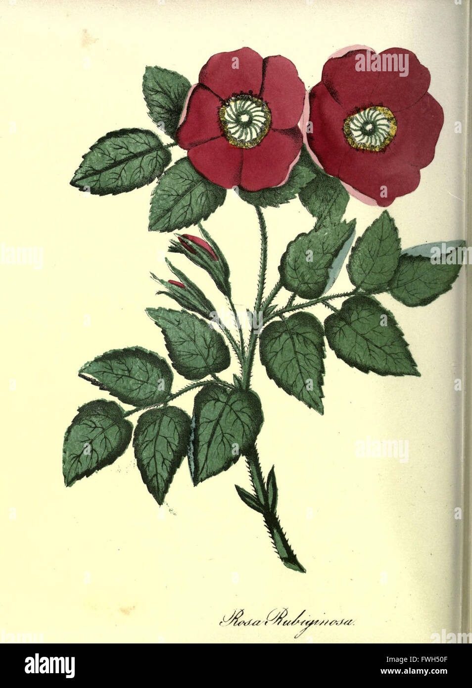 The Floral keepsake (Plate 22 Stock Photo Alamy