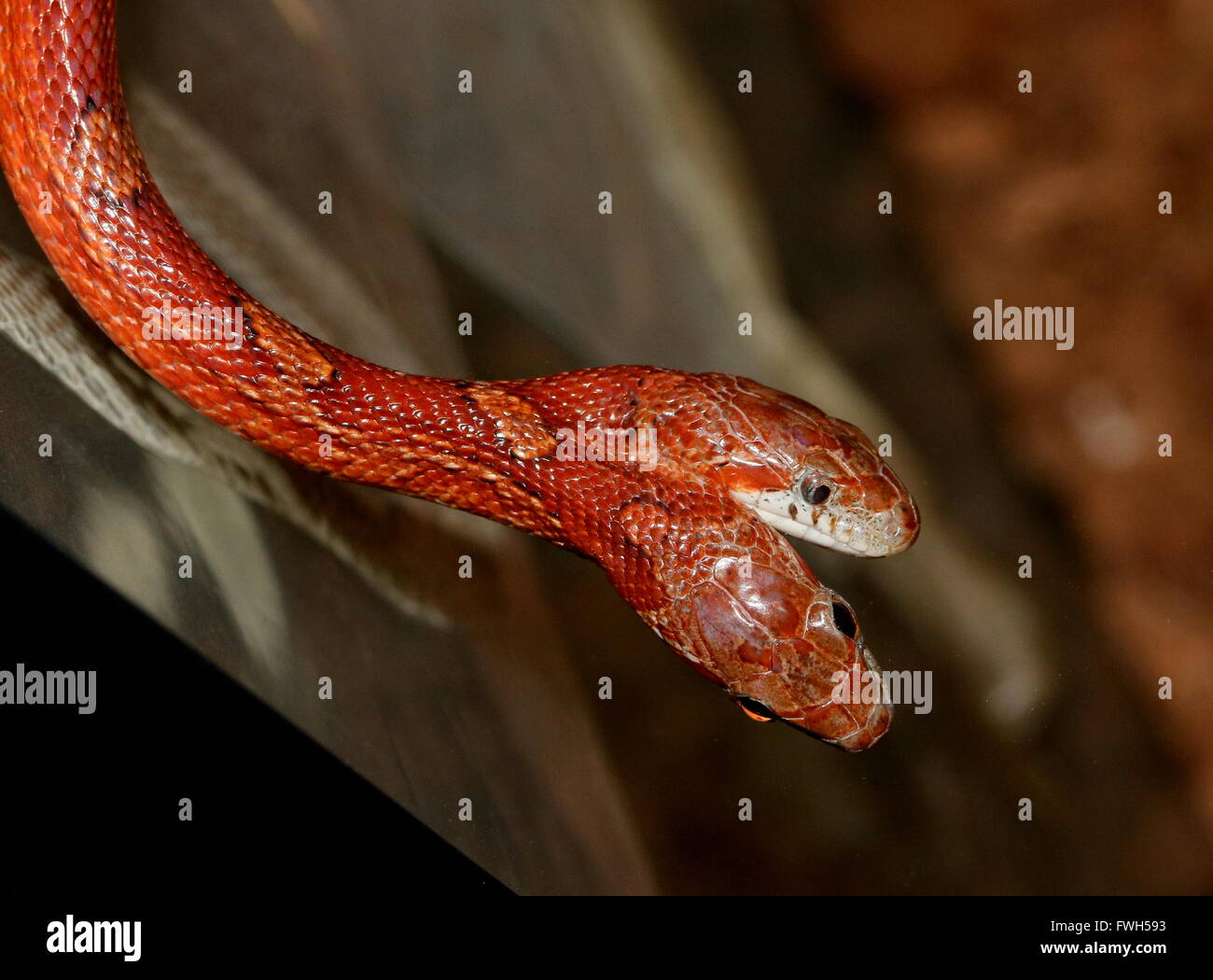 Bicephaly in a extremely rare twoheaded North American Red Corn Snake