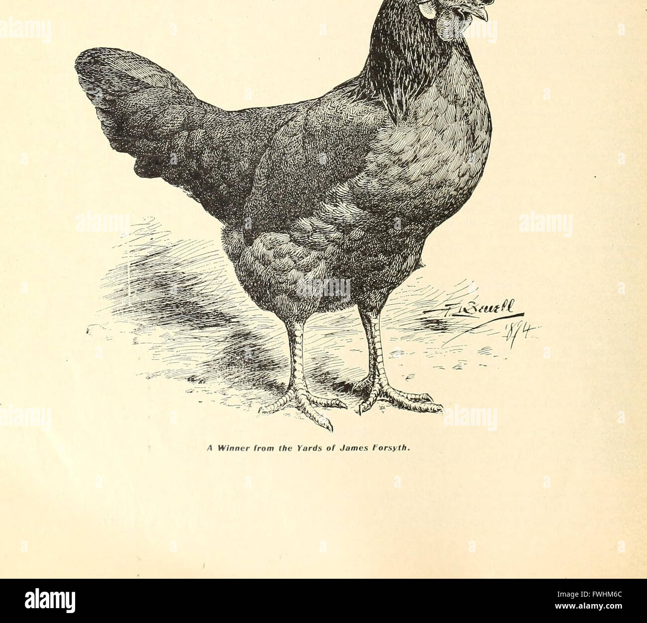 The leghorns, brown, white, black buff and duckwing - An illustrated leghorn standard, with a treatise on judging leghorns, and complete instructions on breeding, mating and exhibiting (1904) Stock Photo