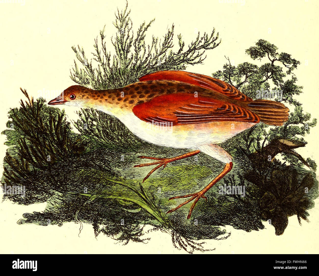 This detailed account of British birds includes descriptions of rare ...