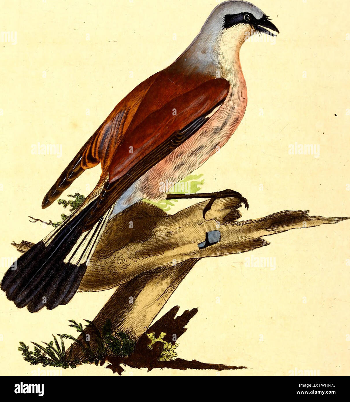 This work provides detailed descriptions of rare and significant ...