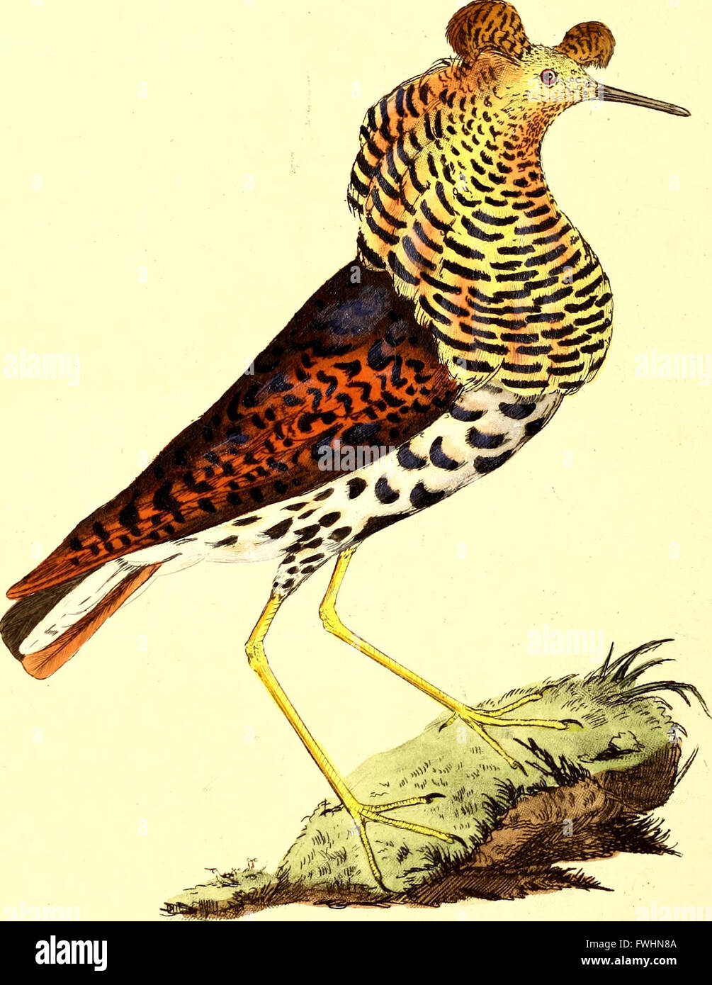 The natural history of British birds, or, A selection of the most rare, beautiful and interesting birds which inhabit this country - the descriptions from the Systema naturae of Linnaeus - with Stock Photo