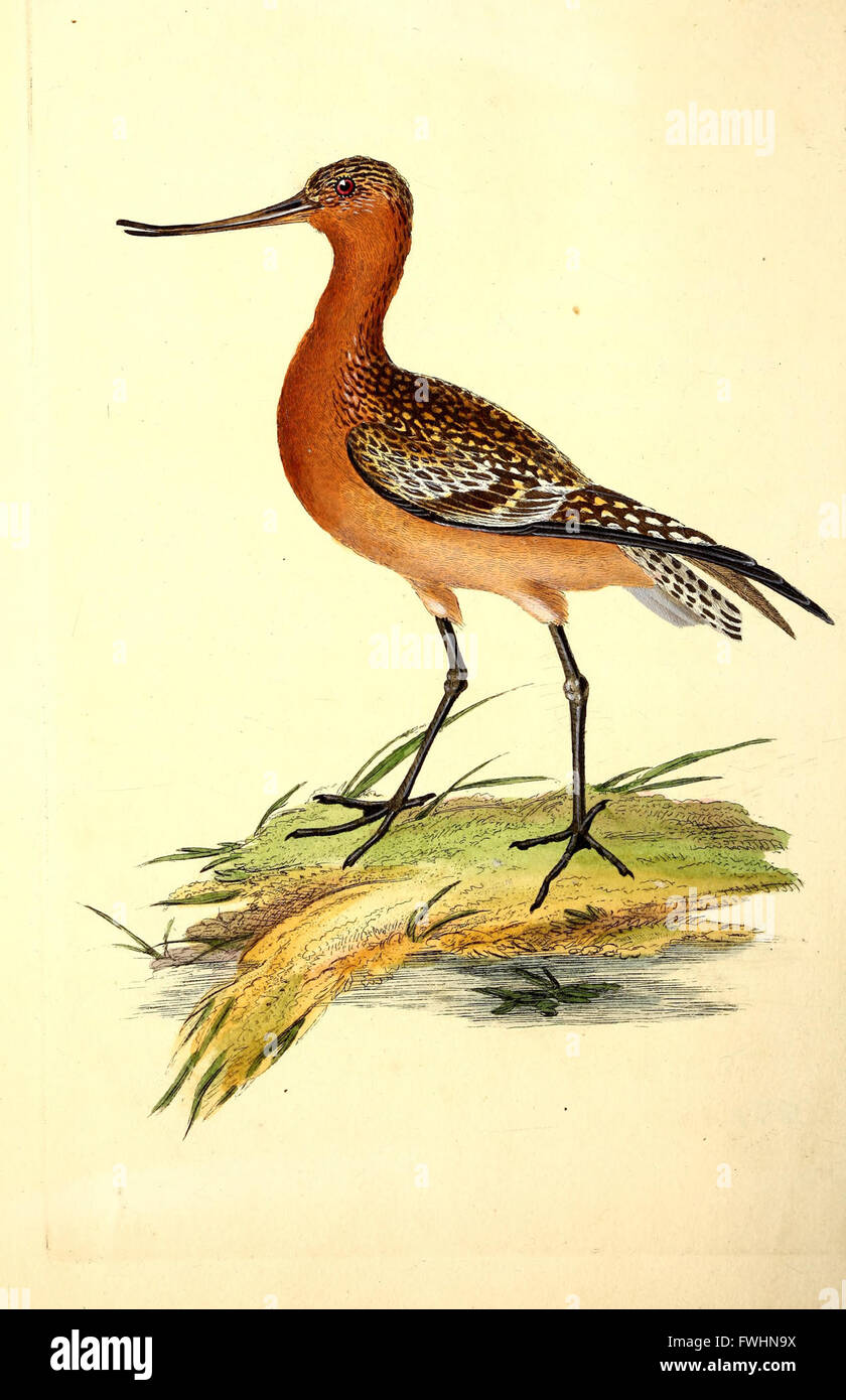 This work provides a detailed account of rare and beautiful birds in ...