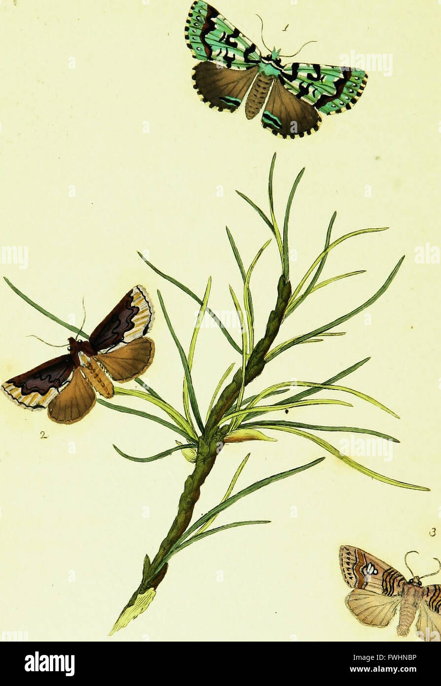 *The Natural History of British Insects* details the life cycles ...
