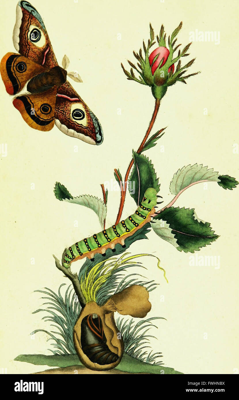 Britishcommenn Inspring Insects This work on British insects details their life stages, from larvae to ...