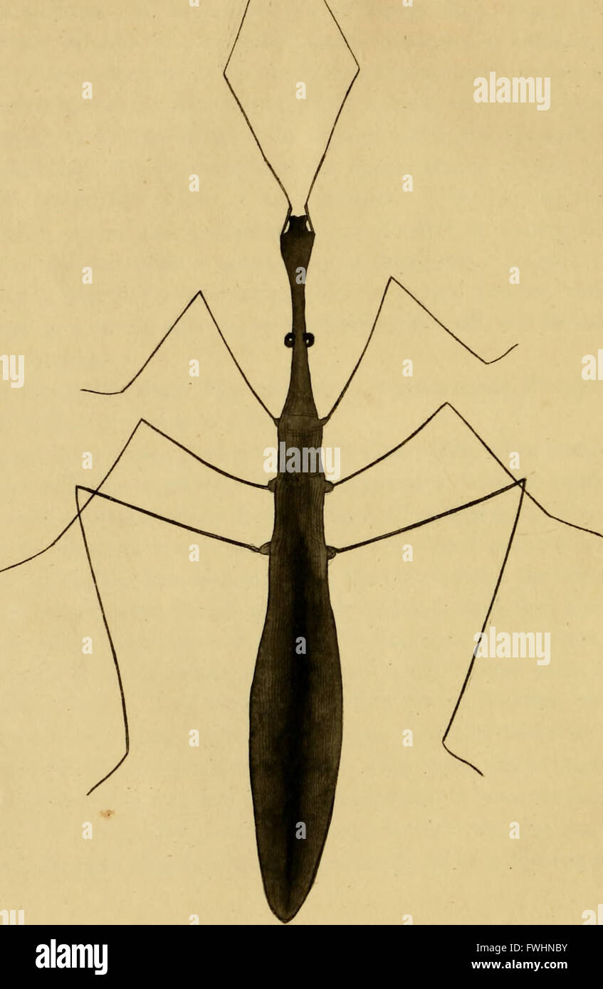 This work explores the natural history of British insects, detailing ...