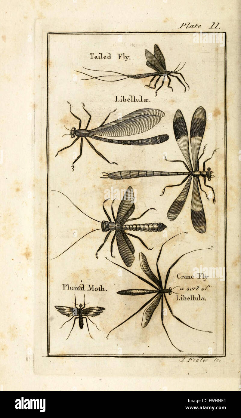 First Type Insects A detailed study on the natural history of insects, focusing on their ...