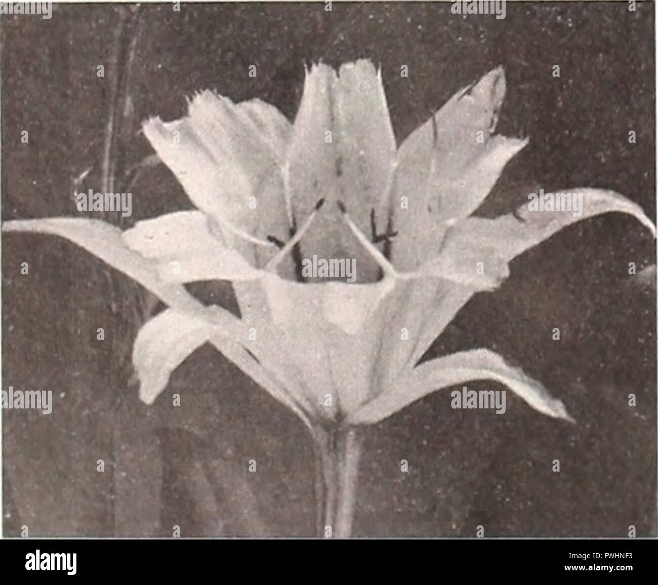 All America rose selections winner - mission bells (1951) Stock Photo